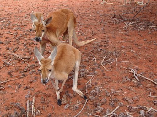 kangaroo red large
