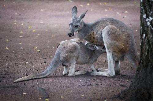 kangaroo animal mammal