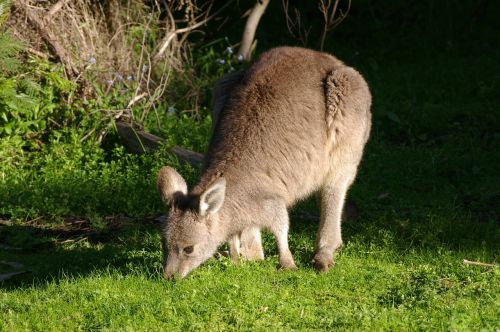 kangaroo wallaby young