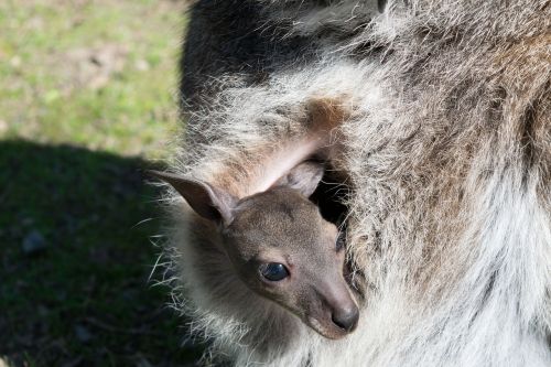 kangaroo baby animal