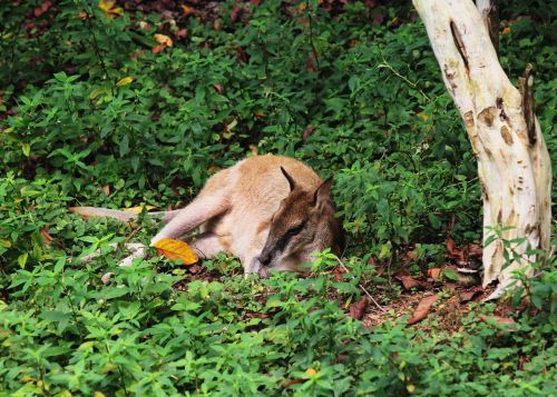 kangaroo animal zoo