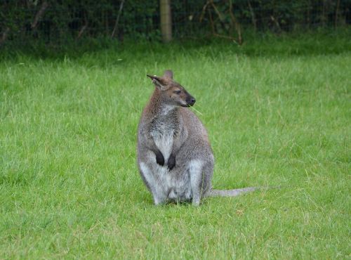 kangaroo mammal nature