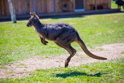 kangaroo  jumping