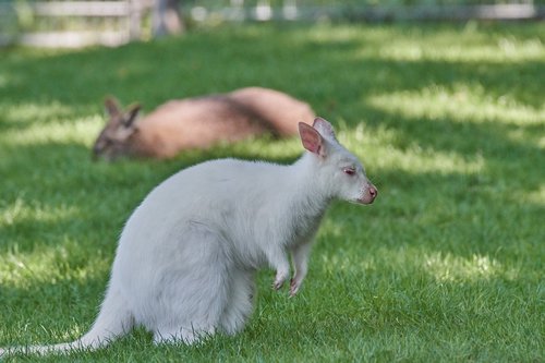 kangaroo  white  albino