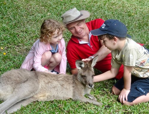 kangaroo  family  wildlife