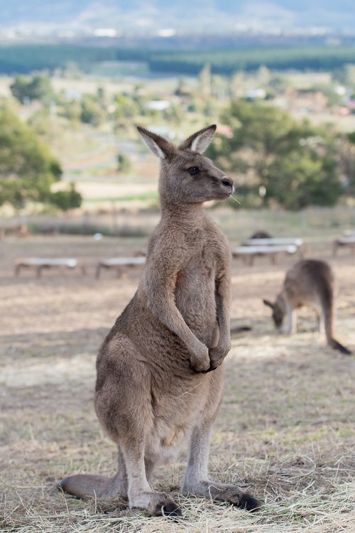 kangaroo  marsupial  mammal