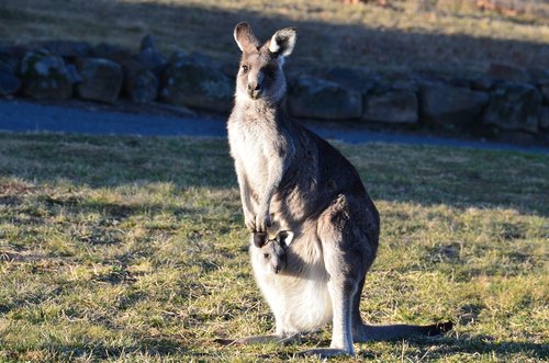kangaroo  animal  wildlife
