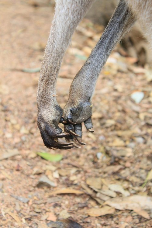 kangaroo  paws  claws