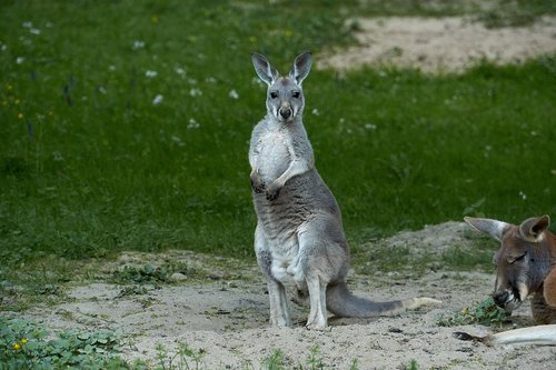 kangaroo  marsupial  zoo