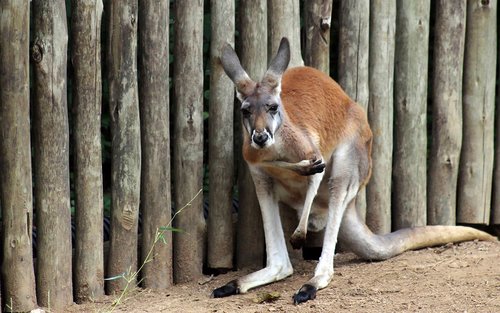 kangaroo  animal  australia