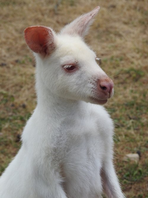 kangaroo  albino  white