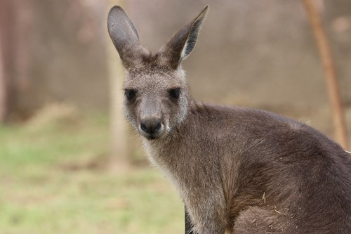 kangaroo  front  animal