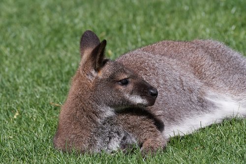 kangaroo  australlien  field