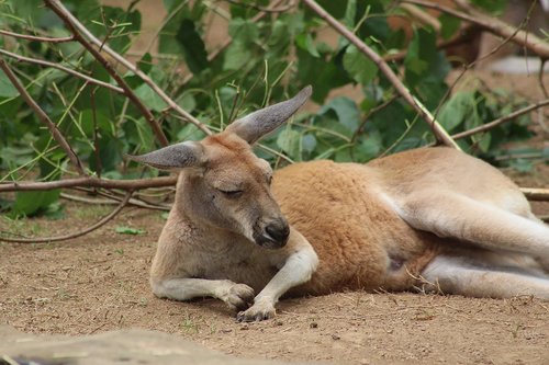 kangaroo  zoo  mammal