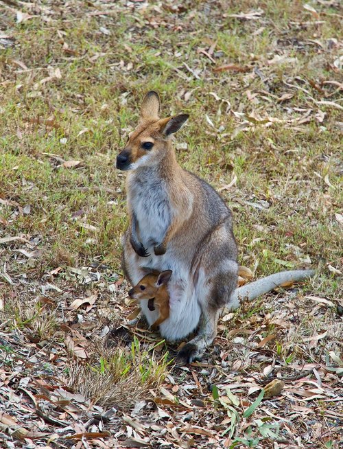 kangaroo  wallaby  wildlife