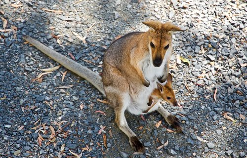 kangaroo  wallaby  wildlife