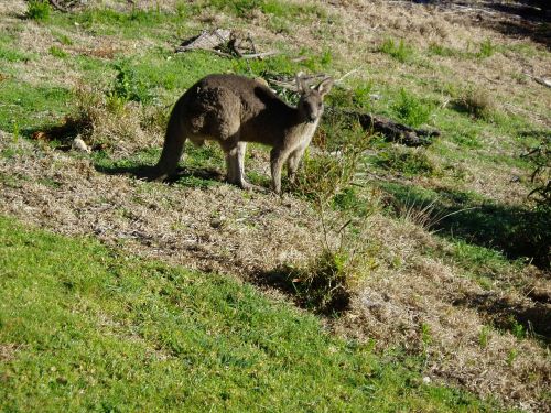 kangaroo australia marsupial