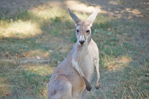 kangaroo  australia  nature