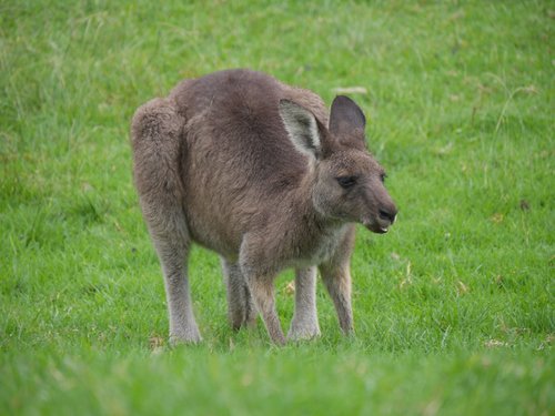 kangaroo  australia  marsupial