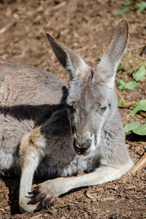 kangaroo  mammal  marsupial