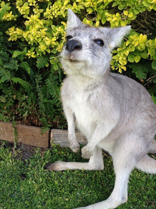 kangaroo  australia  vacations