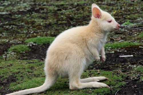 kangaroo white animal