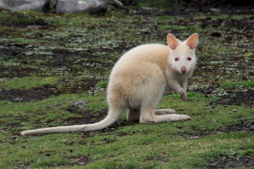 kangaroo white animal