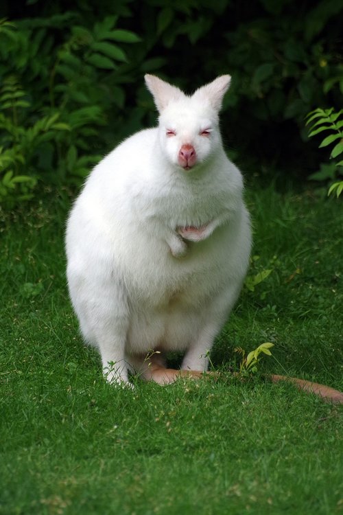 kangaroo  albino  white