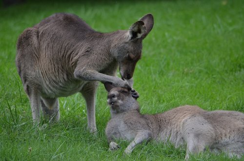 kangaroo  care  cleaning