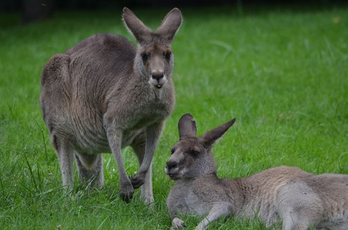 kangaroo  care  cleaning