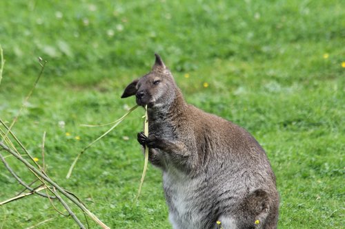 kangaroo  eats  animal