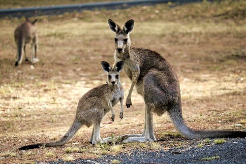 kangaroo  australia  nature