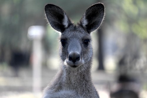 kangaroo  australia  marsupial
