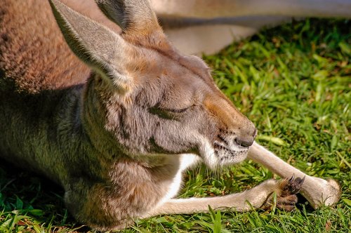 kangaroo  marsupial  animal