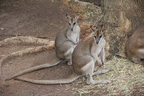 kangaroo  twins  sameness