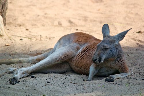 kangaroo  red  marsupial