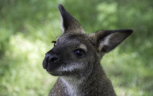 kangaroo  france  zoo