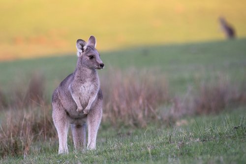 kangaroo  eastern grey  animal