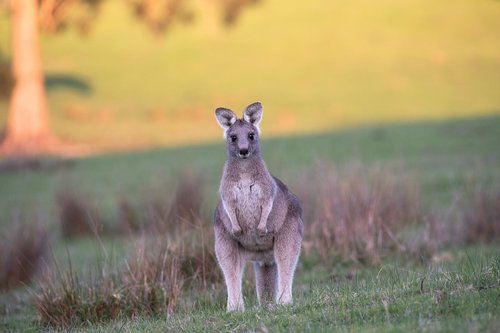 kangaroo  eastern grey  australian