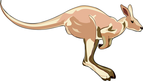 kangaroo mammal marsupial