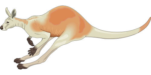 kangaroo red australia