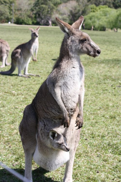 kangaroo baby nature