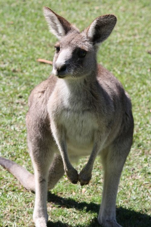 kangaroo australia mar