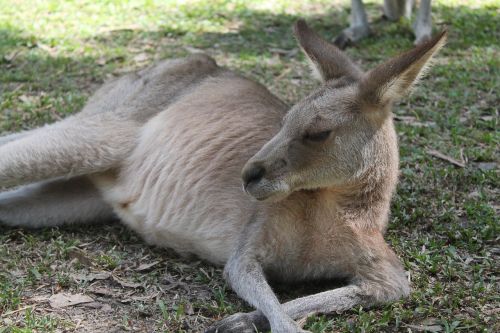 kangaroo australia animals
