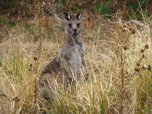 kangaroo australia animals