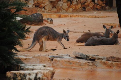 kangaroo brown animal
