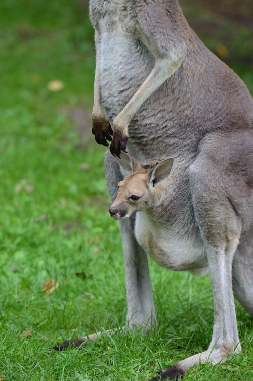 kangaroo young animal zoo