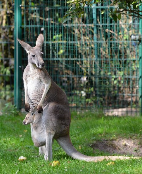kangaroo young animal zoo