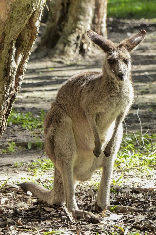 kangaroo wildlife australia