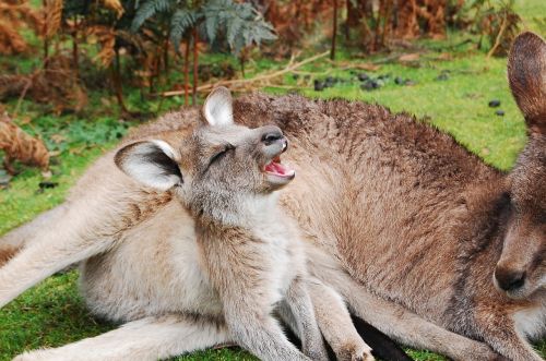 kangaroo joey wallaby